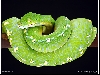 Tsavorite