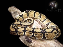 BP