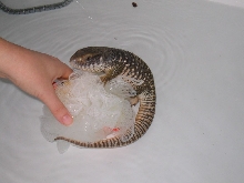 Going for a Swim