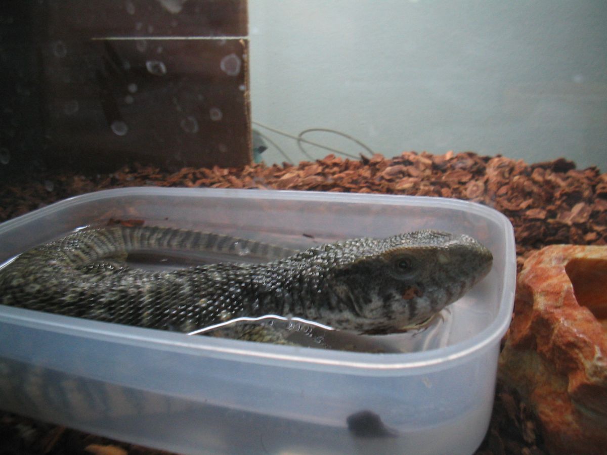 Dagon's Basking