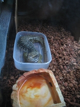 Dagon's taking a Bath
