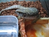Yet Another of My Dagon