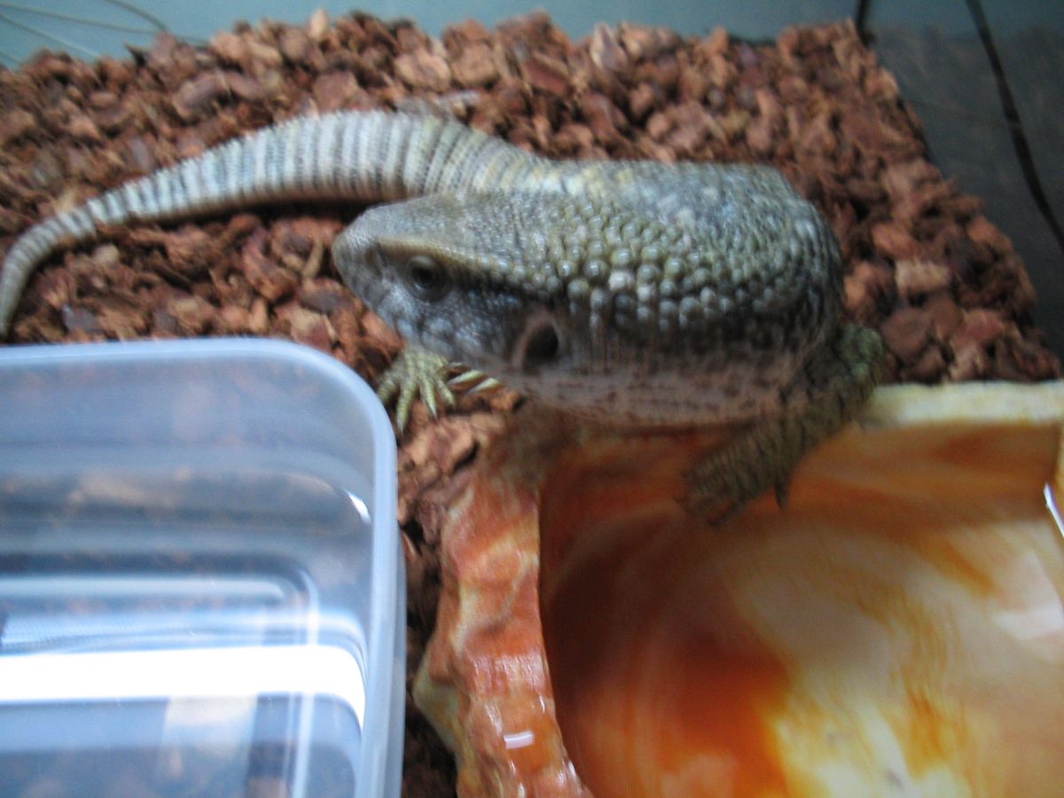 Yet Another of My Dagon