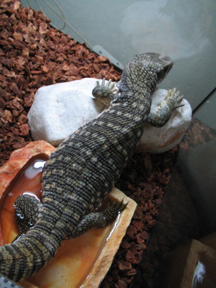 This is Dagon My Baby!!