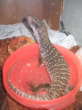 Is Dagon A Male Or Female???