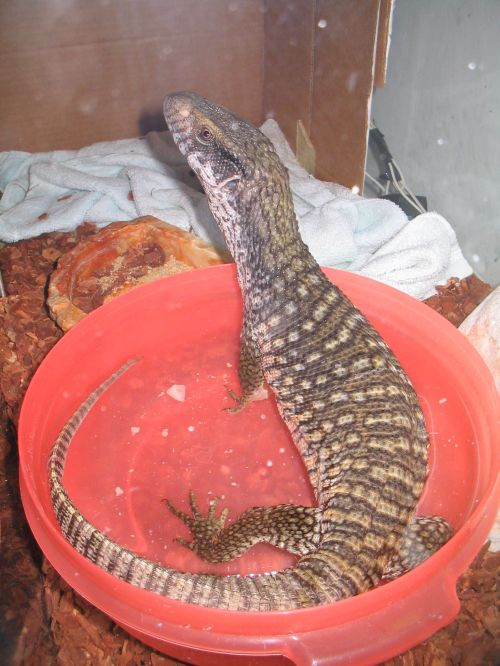 Is Dagon A Male Or Female???
