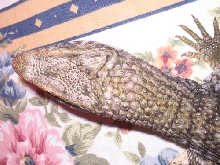Is Dagon A Male Or Female???