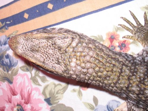 Is Dagon A Male Or Female???