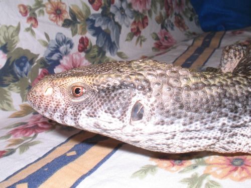 Is Dagon A Male Or Female???