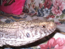 Is Dagon A Male Or Female???