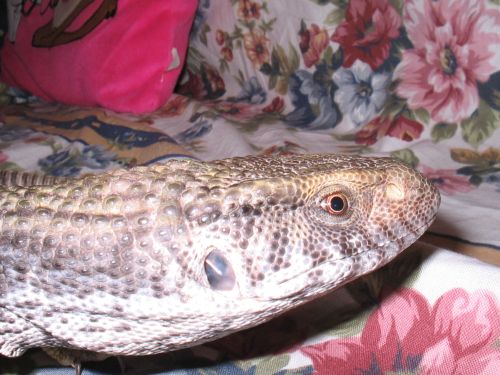 Is Dagon A Male Or Female???