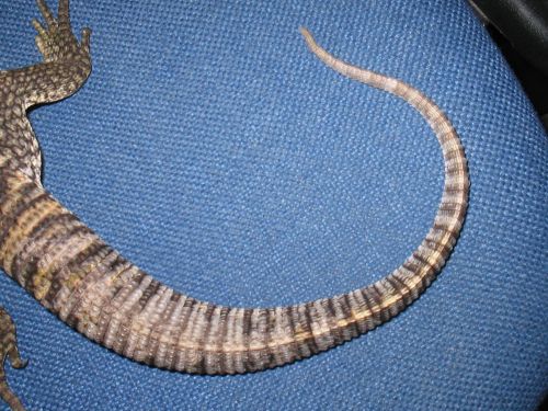 Is Dagon A Male Or Female???