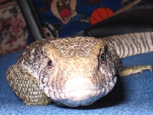 Is Dagon A Male Or Female???