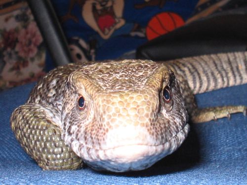 Is Dagon A Male Or Female???
