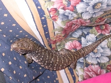 Is Dagon A Male Or Female???