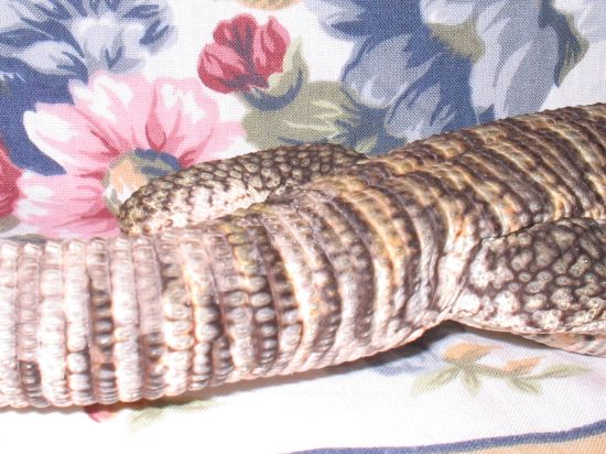 Is Dagon A Male Or Female???