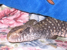 Is Dagon A Male Or Female???