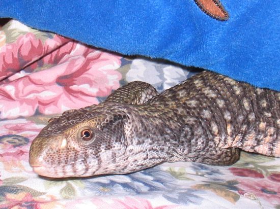 Is Dagon A Male Or Female???