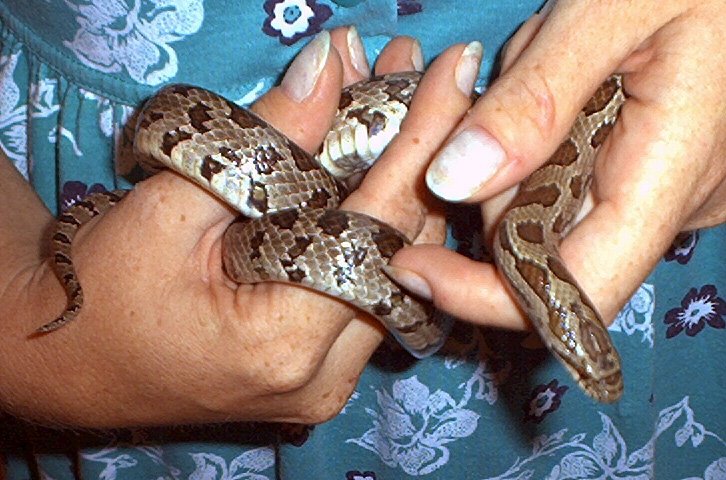 mama