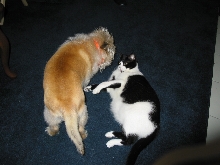 Buster greeting our cat, Frisky