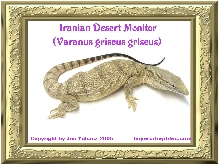 Iranian Desert Monitor (Varanus griseus griseus)