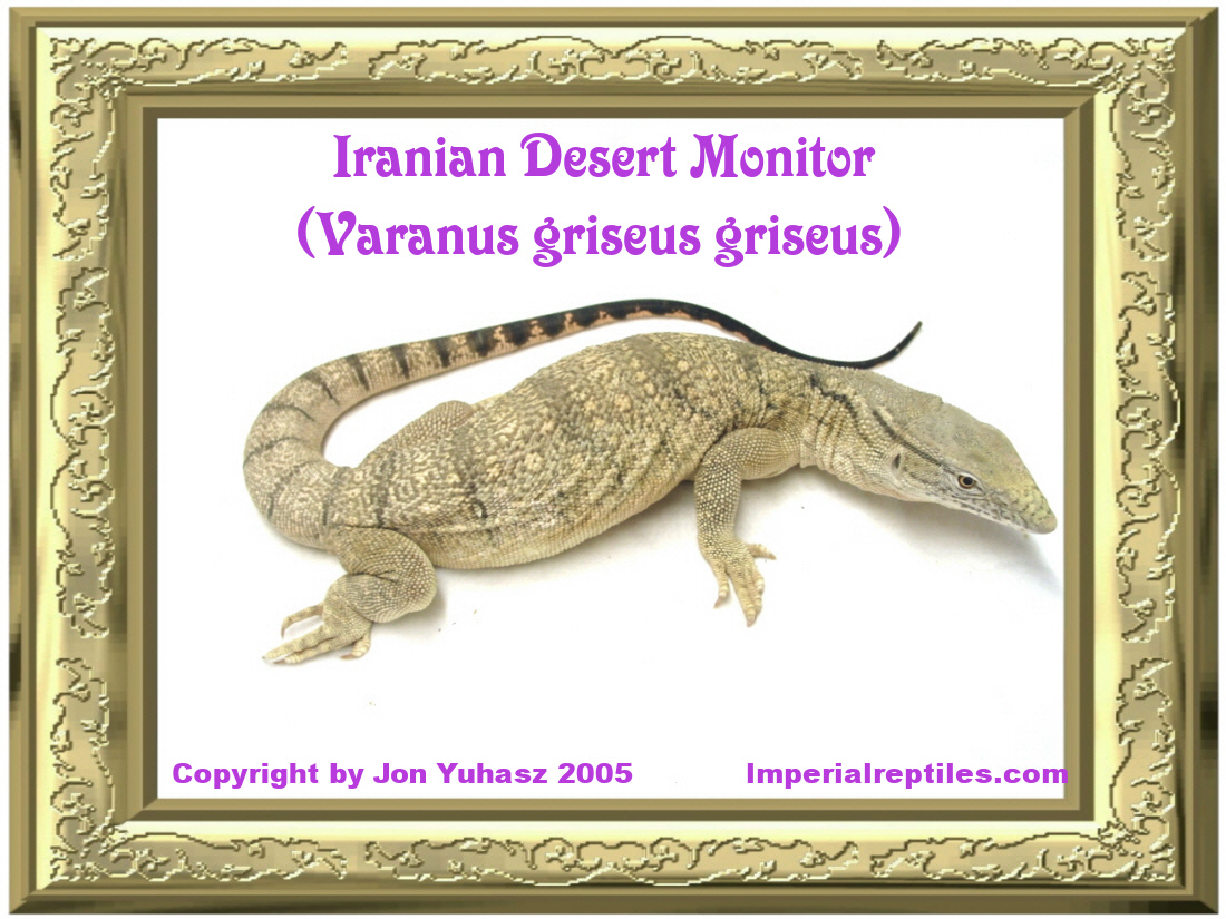 Iranian Desert Monitor (Varanus griseus griseus)