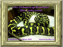 11 Year Old Jungle Carpet Python (Morelia spilota cheynei)