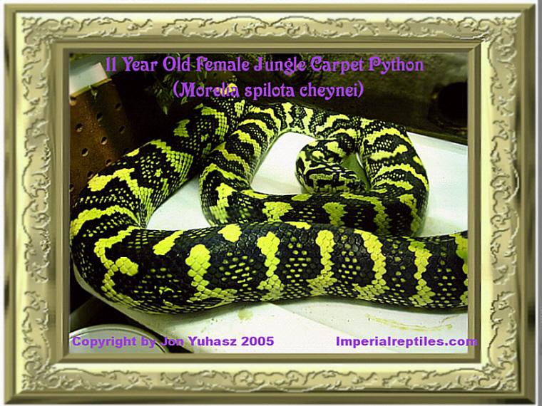 11 Year Old Jungle Carpet Python (Morelia spilota cheynei)