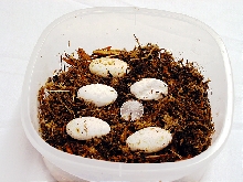Eggs from my first successful nesting of V. reisingeri