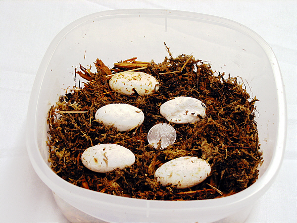 Eggs from my first successful nesting of V. reisingeri