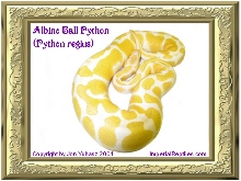 Albino Ball Python (Python regius)