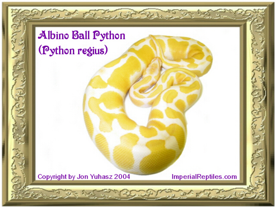 Albino Ball Python (Python regius)