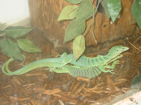 Male Green Tree Monitor (Varanus prasinus prasinus) trying to copulate with