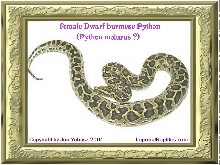 Female Dwarf Burmese Python (Python molurus ?)