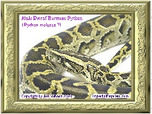 Male Dwarf Burmese Python ( python molurus ?)