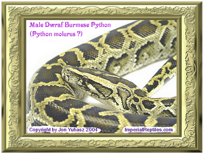 Male Dwarf Burmese Python ( python molurus ?)