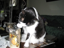 Frisky drinking milk from his cup