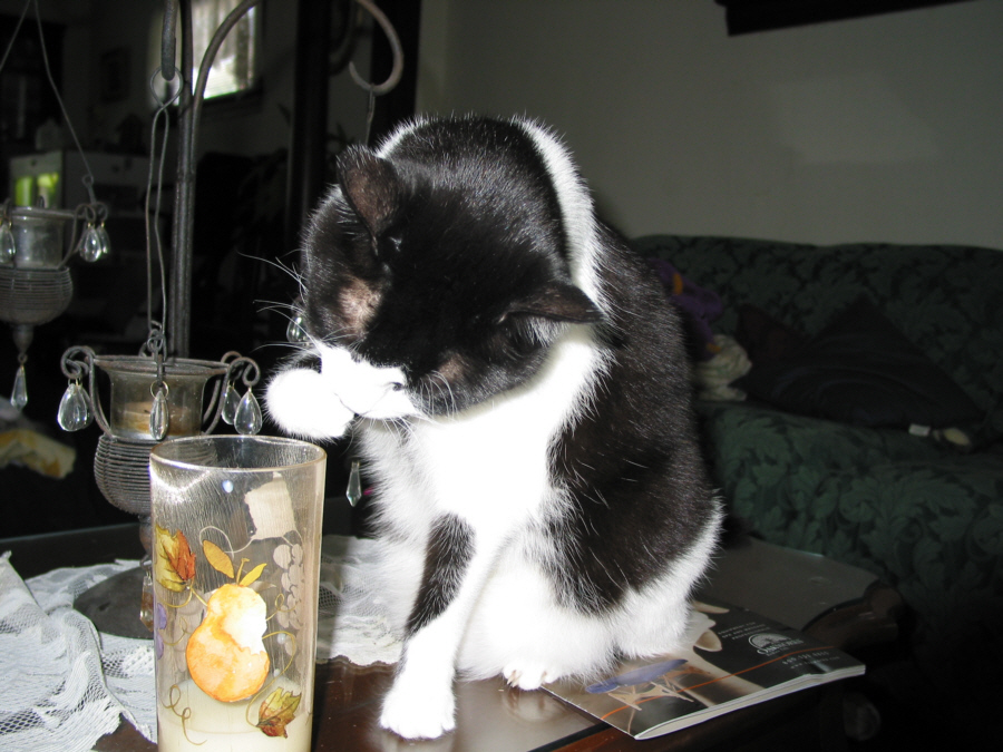 Frisky drinking milk from his cup