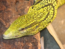 Head Shot of Male Yellow Tree Monitor (Varanus reisingeri)