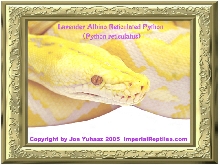 Lavender Albino Reticulated Python (Python reticulatus)