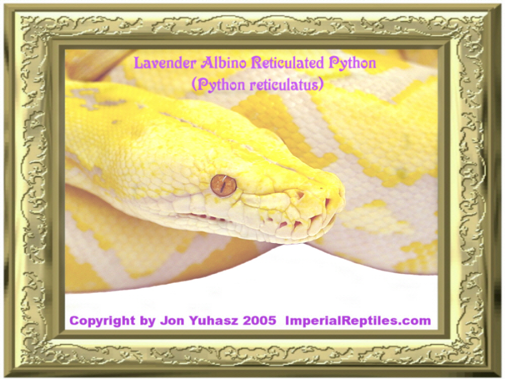 Lavender Albino Reticulated Python (Python reticulatus)