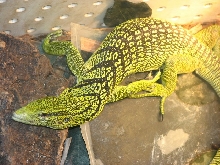 Male Yellow Tree monitor (V. reisingeri) full body shot