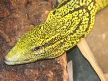 Head shot of Male Yellow Tree Monitor (V. reisingeri)