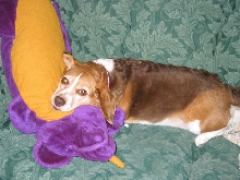 Shilo Chilling on the Couch