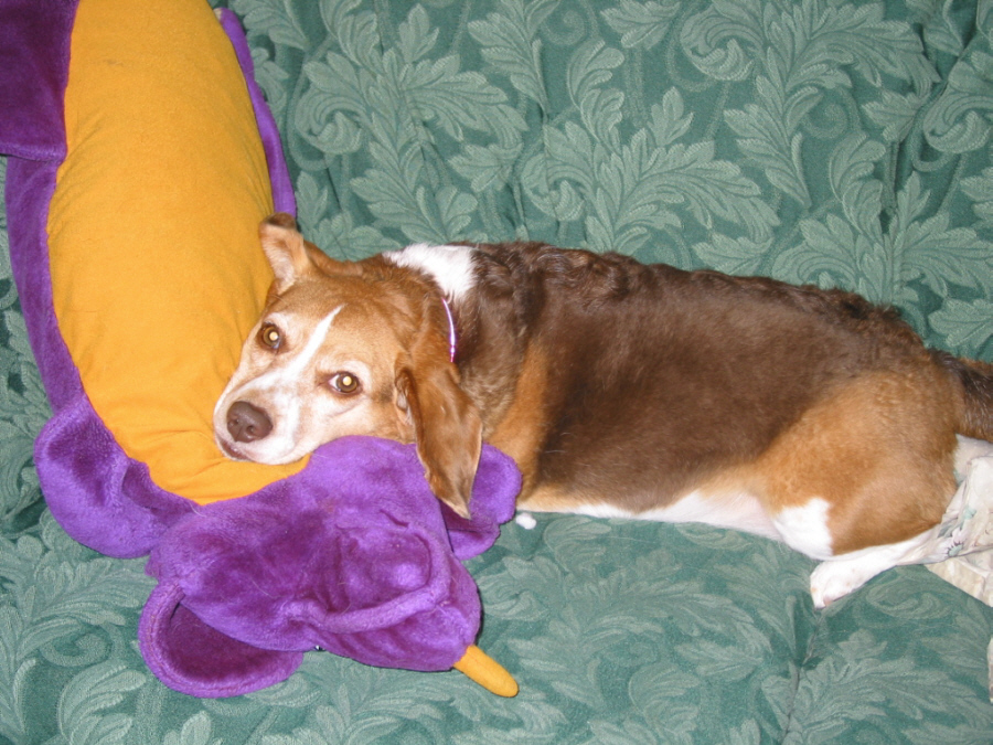 Shilo Chilling on the Couch