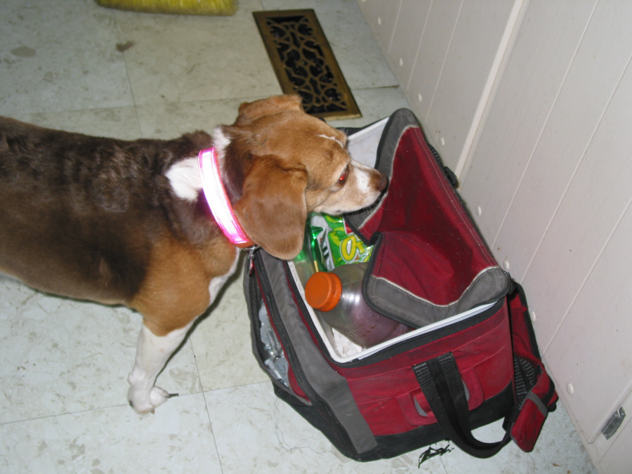 Shilo, our Beagle, being nosy