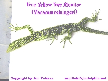 Male V. reisingeri