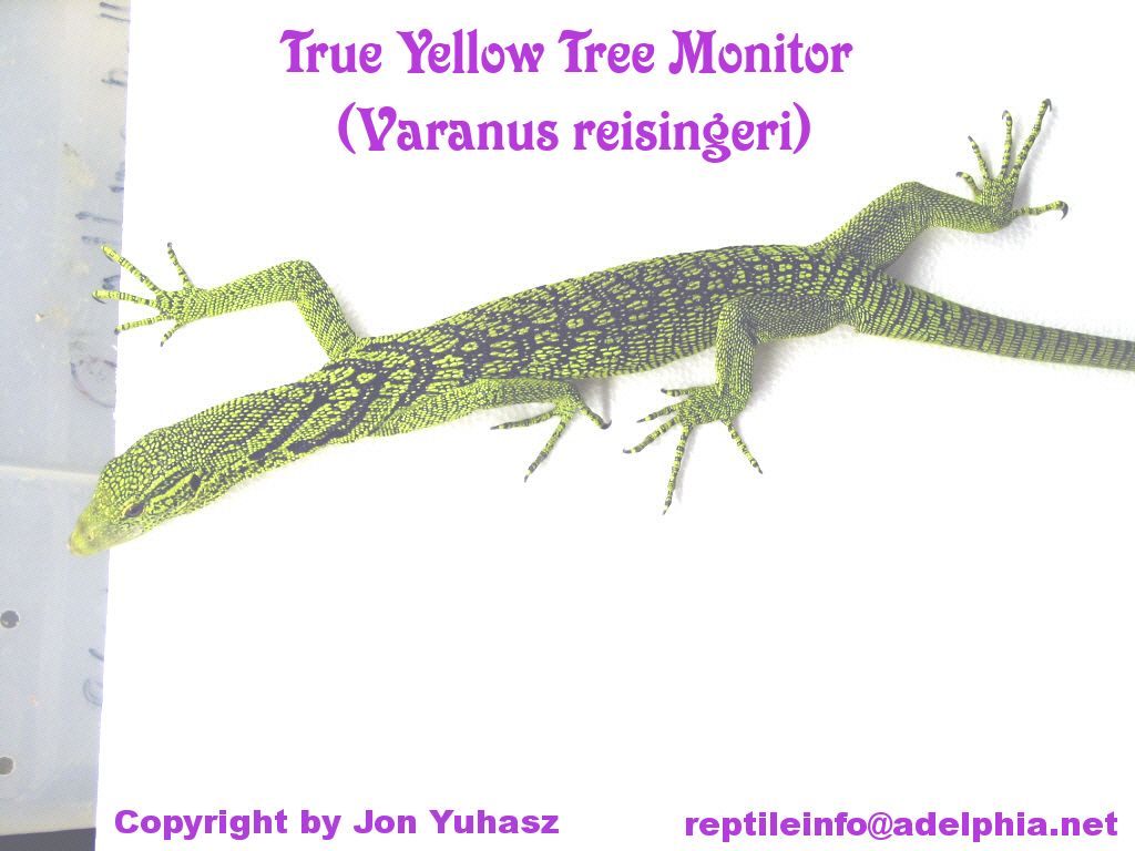 Male V. reisingeri