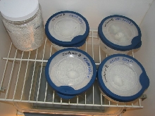 Yellow Tree Monitor (V. reisingeri) eggs incubating