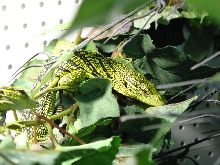 Varanus reisingeri on vine in their cage